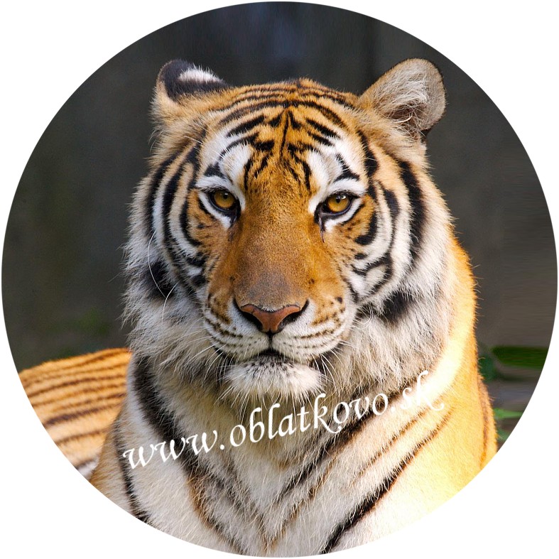 Tiger6