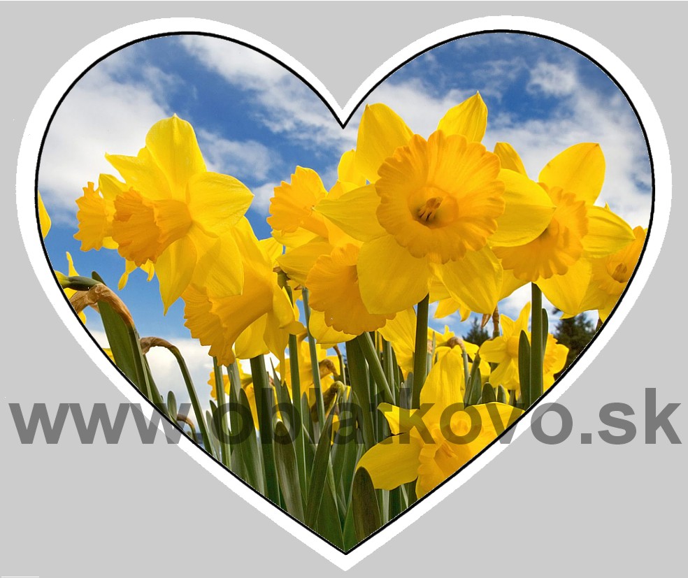 narcis